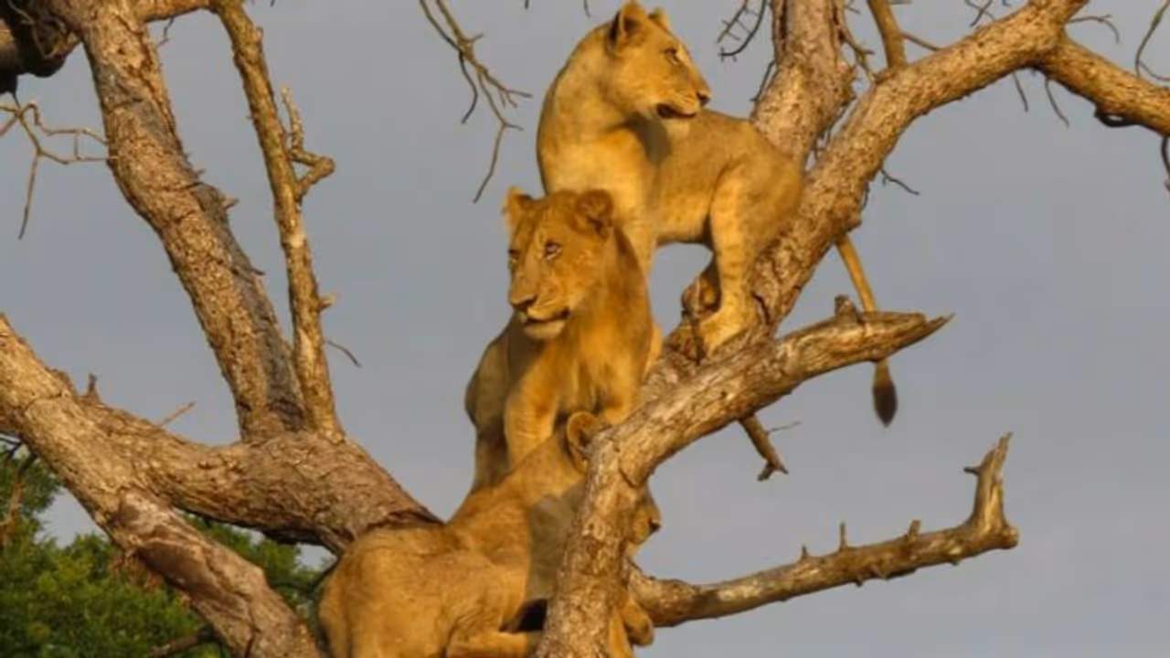 മരം കയറുന്ന സിംഹക്കൂട്ടത്തെ കണ്ടിട്ടുണ്ടോ? വൈറലായി വീഡിയോ... മരം കയറുന്ന സിംഹക്കൂട്ടത്തെ കണ്ടിട്ടുണ്ടോ? വൈറലായി വീഡിയോ...
