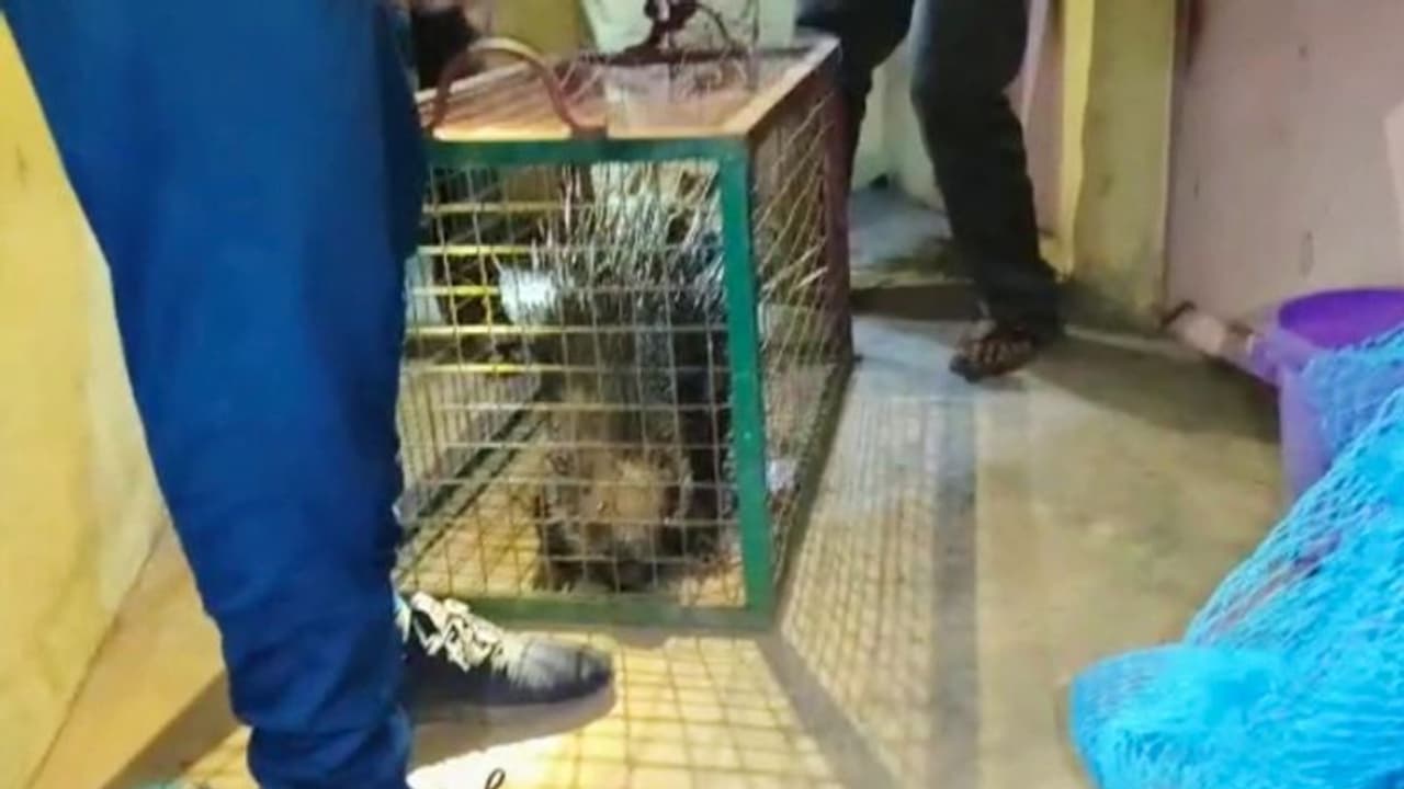 മുള്ളൻ പന്നി ക്ലാസ് മുറിയിലേക്ക് ഓടിക്കയറി, പിന്നീട് ടോയ്‍ലറ്റിനുള്ളിലേക്ക്; പൂട്ടിയിട്ട് ഹെഡ്മിസ്ട്രസ്സ്