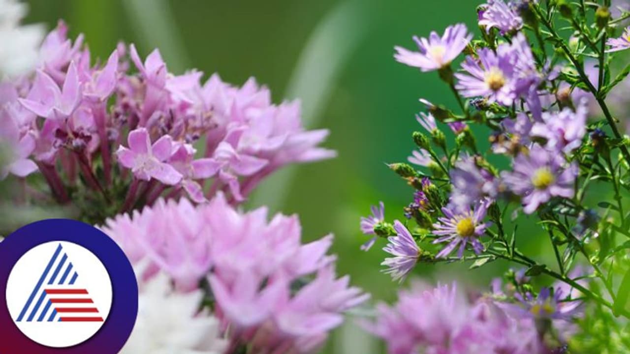 Gardening Tips : ಗಿಡದಲ್ಲಿ ರಾಶಿ ರಾಶಿ ಹೂ ಬರ್ಬೇಕೆಂದ್ರೆ ಹೀಗೆ ಮಾಡಿ Gardening Tips : ಗಿಡದಲ್ಲಿ ರಾಶಿ ರಾಶಿ ಹೂ ಬರ್ಬೇಕೆಂದ್ರೆ ಹೀಗೆ ಮಾಡಿ