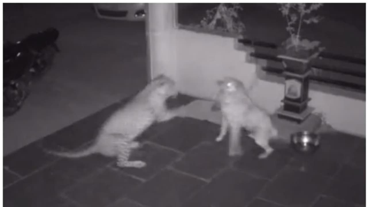 ఇంటిలోకి దూసుకొచ్చి పెంపుడు కుక్కపై చిరుత పులి దాడి.. కుక్కను నోట్లో కరుచుకుని..! భయానక సీసీటీవీ వీడియో ఇదే ఇంటిలోకి దూసుకొచ్చి పెంపుడు కుక్కపై చిరుత పులి దాడి.. కుక్కను నోట్లో కరుచుకుని..! భయానక సీసీటీవీ వీడియో ఇదే