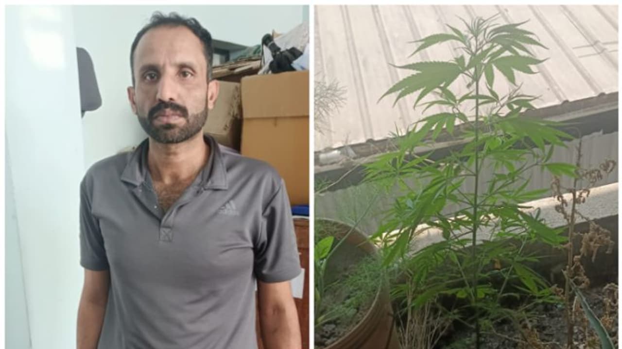 വീടിന്റെ ടെറസില് ചെടി വളർത്തൽ, വെള്ളവും വളവും നൽകി പരിപാലനം; എക്സൈസ് എത്തിയപ്പോൾ കണ്ടത് കഞ്ചാവ്, പിടി വീണു വീടിന്റെ ടെറസില് ചെടി വളർത്തൽ, വെള്ളവും വളവും നൽകി പരിപാലനം; എക്സൈസ് എത്തിയപ്പോൾ കണ്ടത് കഞ്ചാവ്, പിടി വീണു