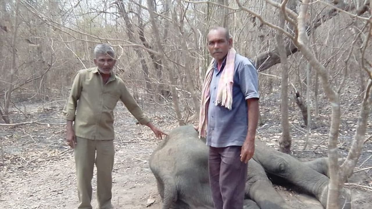 Hubballi: ಮಸಳಿಕಟ್ಟಿ ಅರಣ್ಯ ಪ್ರದೇಶದಲ್ಲಿ ಅನಾರೋಗ್ಯದಿಂದ ನರಳುತ್ತಿದ್ದ ಗಂಡಾನೆ ಸಾವು! Hubballi: ಮಸಳಿಕಟ್ಟಿ ಅರಣ್ಯ ಪ್ರದೇಶದಲ್ಲಿ ಅನಾರೋಗ್ಯದಿಂದ ನರಳುತ್ತಿದ್ದ ಗಂಡಾನೆ ಸಾವು!