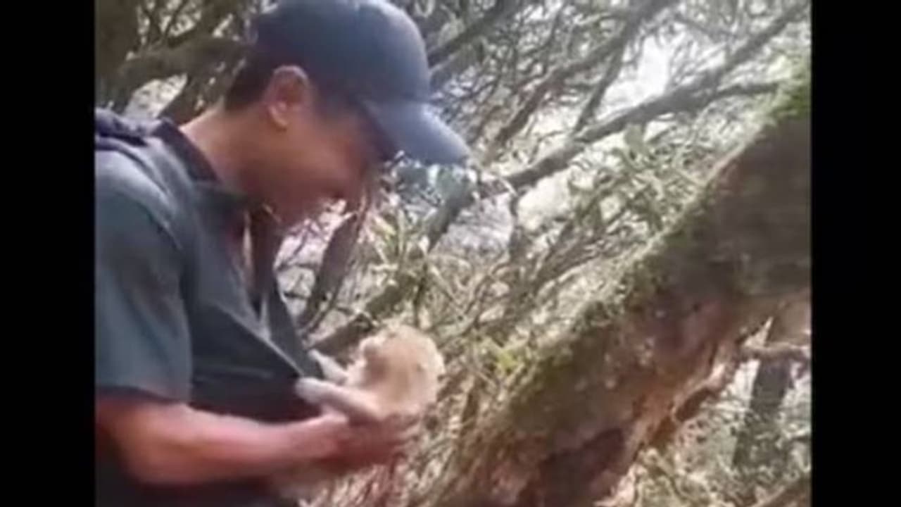 Viral video: ഞാൻ പോവില്ല; കാട്ടിലേക്ക് തിരികെ വിട്ടിട്ടും പോവാൻ കൂട്ടാക്കാതെ കുട്ടിക്കുരങ്ങ്, വൈറലായി വീഡിയോ Viral video: ഞാൻ പോവില്ല; കാട്ടിലേക്ക് തിരികെ വിട്ടിട്ടും പോവാൻ കൂട്ടാക്കാതെ കുട്ടിക്കുരങ്ങ്, വൈറലായി വീഡിയോ