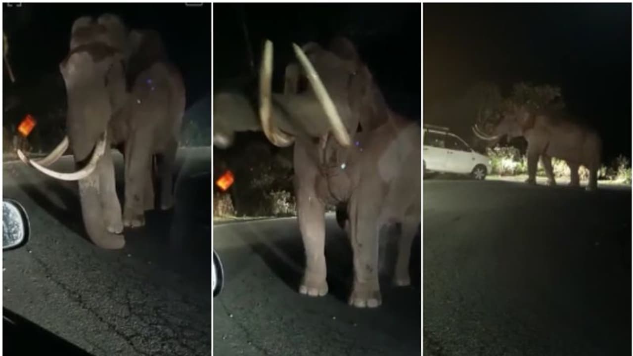 ഒരൊന്നൊന്നര കൊമ്പ്! കാറുകൾക്ക് മുന്നിൽ പടയപ്പ, ഭയപ്പെടുത്തും ദൃശ്യങ്ങൾ വീഡിയോ