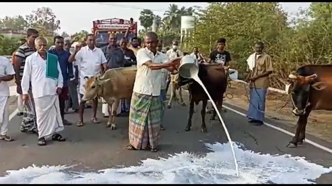 ஈரோட்டில் பாலை சாலையில் ஊற்றி உற்பத்தியாளர்கள் போராட்டம் ஈரோட்டில் பாலை சாலையில் ஊற்றி உற்பத்தியாளர்கள் போராட்டம்