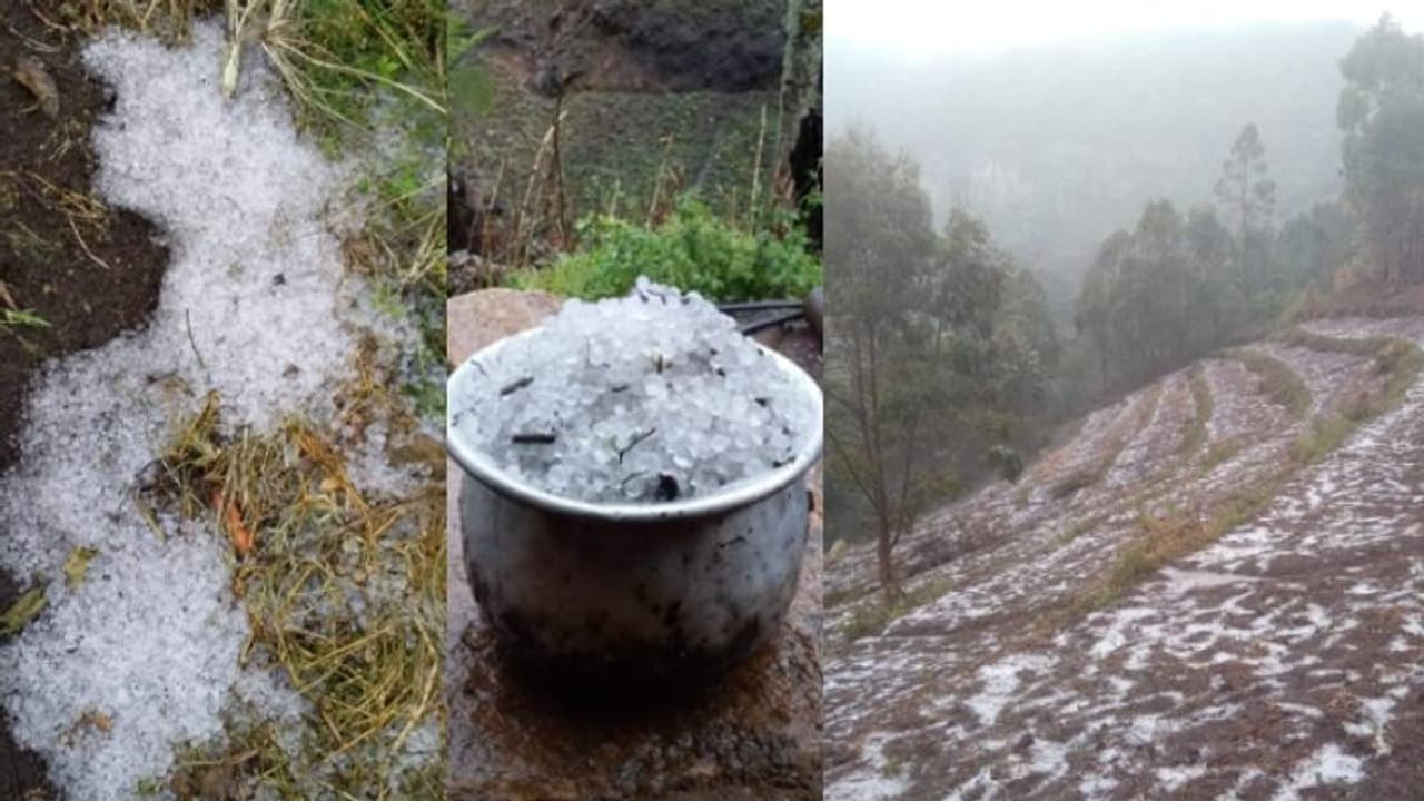 വട്ടവടയിൽ മഴക്കൊപ്പം ആലിപ്പഴ പെയ്ത്ത്; പാത്രം നിറയെ കോരിയെടുത്ത് ജനം, നേരിയ കൃഷിനാശവും വട്ടവടയിൽ മഴക്കൊപ്പം ആലിപ്പഴ പെയ്ത്ത്; പാത്രം നിറയെ കോരിയെടുത്ത് ജനം, നേരിയ കൃഷിനാശവും