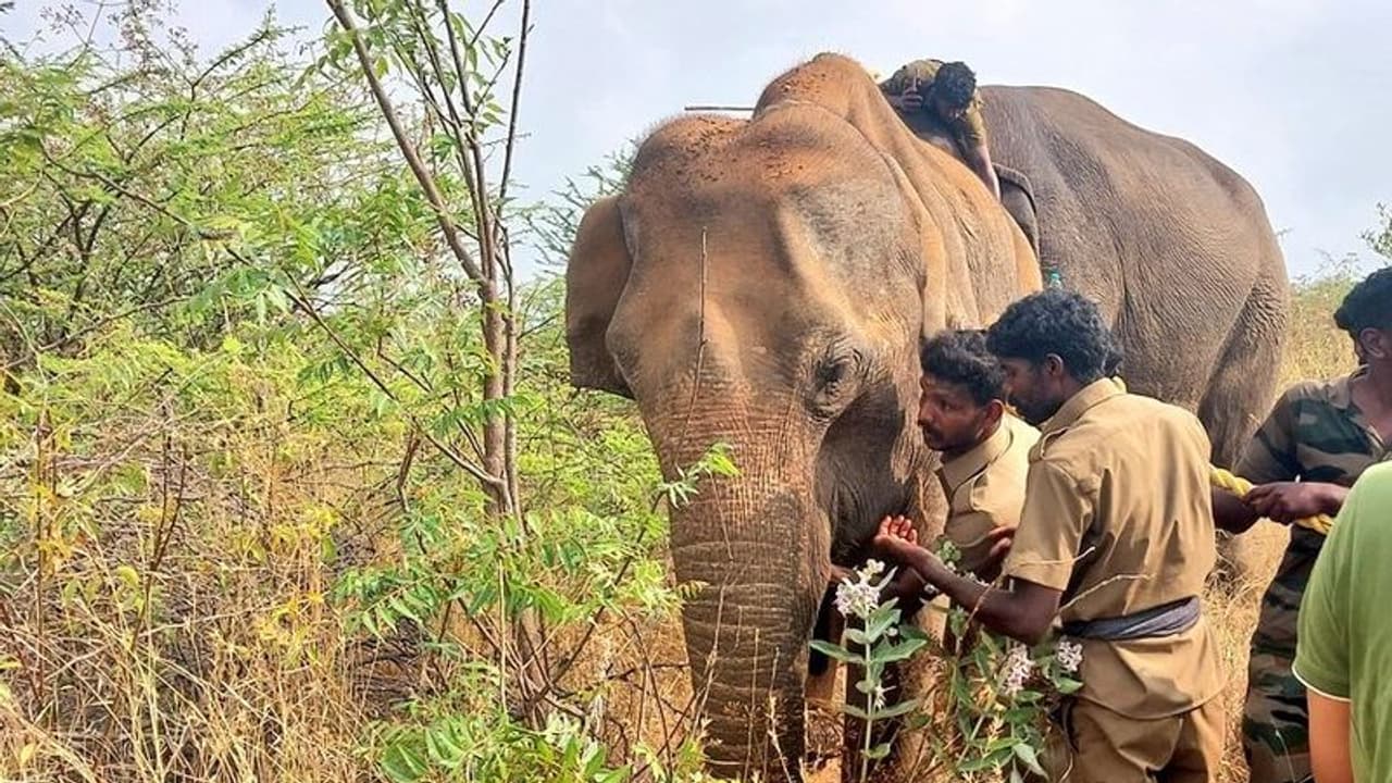 மேலும் ஒரு காட்டு யானை மின்சாரம் தாக்கி பலி; வனத்துறையினர் விரட்டியபோது நேர்ந்த சோகம் மேலும் ஒரு காட்டு யானை மின்சாரம் தாக்கி பலி; வனத்துறையினர் விரட்டியபோது நேர்ந்த சோகம்