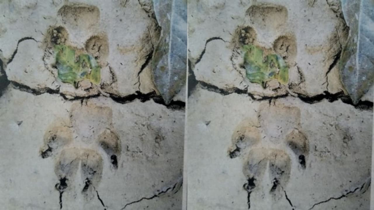 വനം വകുപ്പിന്റേത് തെറ്റായ നിഗമനം; വാത്തിക്കുടിയിൽ പുലിയെ കണ്ടതായി നാട്ടുകാർ വനം വകുപ്പിന്റേത് തെറ്റായ നിഗമനം; വാത്തിക്കുടിയിൽ പുലിയെ കണ്ടതായി നാട്ടുകാർ