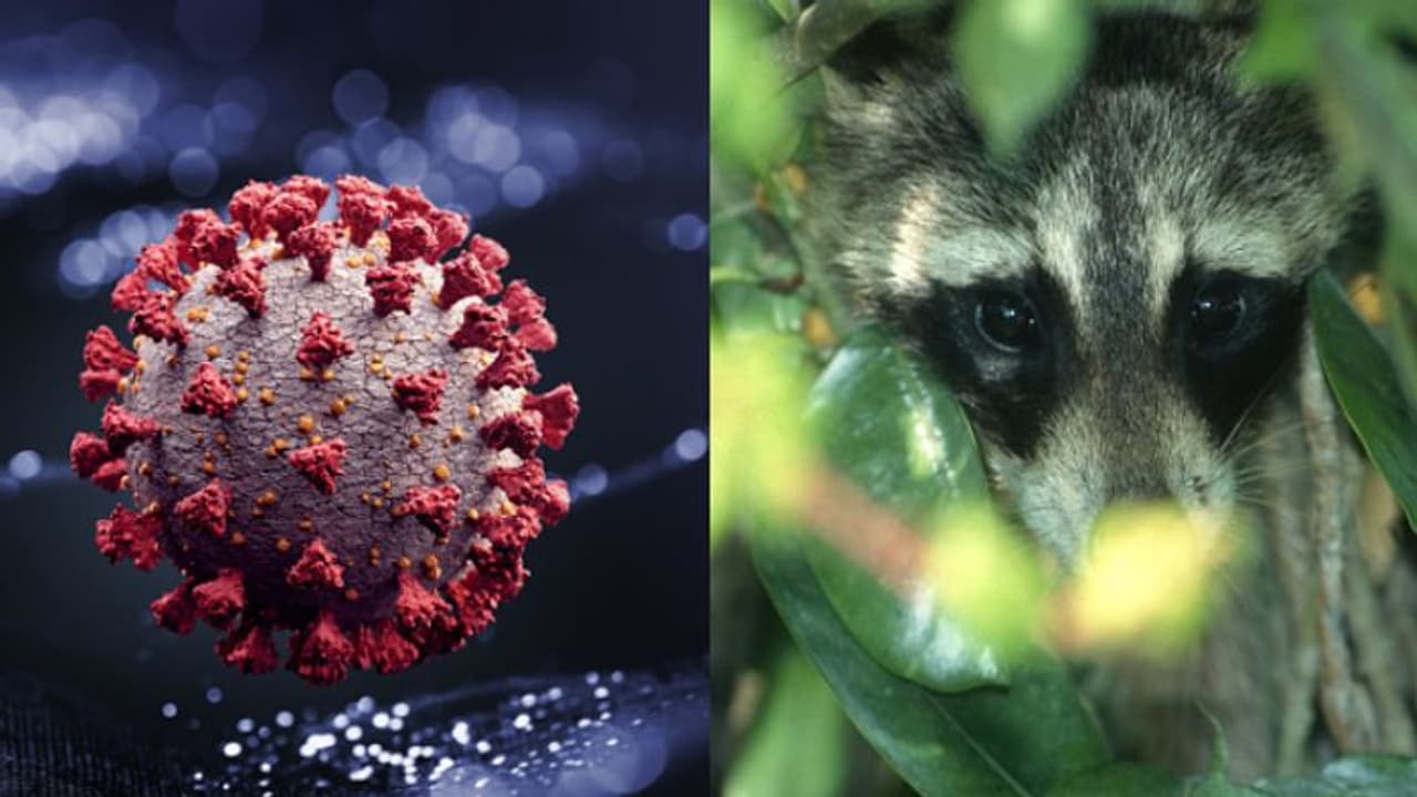 കൊവിഡ് പരത്തിയത് വുഹാന്‍ മാര്‍ക്കറ്റിലെ മരപ്പട്ടിയോ? പുതിയ പഠനവുമായി ഒരു സംഘം ഗവേഷകര്‍