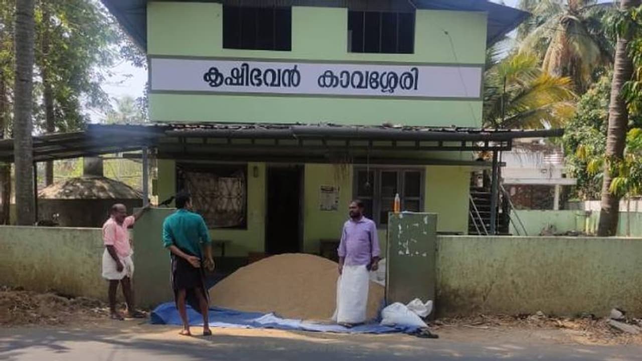 കൊയ്തെടുത്ത നെല്ല് കൃഷിഭവന് മുന്നിൽ ഉപേക്ഷിച്ച് കർഷകന്റെ പ്രതിഷേധം കൊയ്തെടുത്ത നെല്ല് കൃഷിഭവന് മുന്നിൽ ഉപേക്ഷിച്ച് കർഷകന്റെ പ്രതിഷേധം