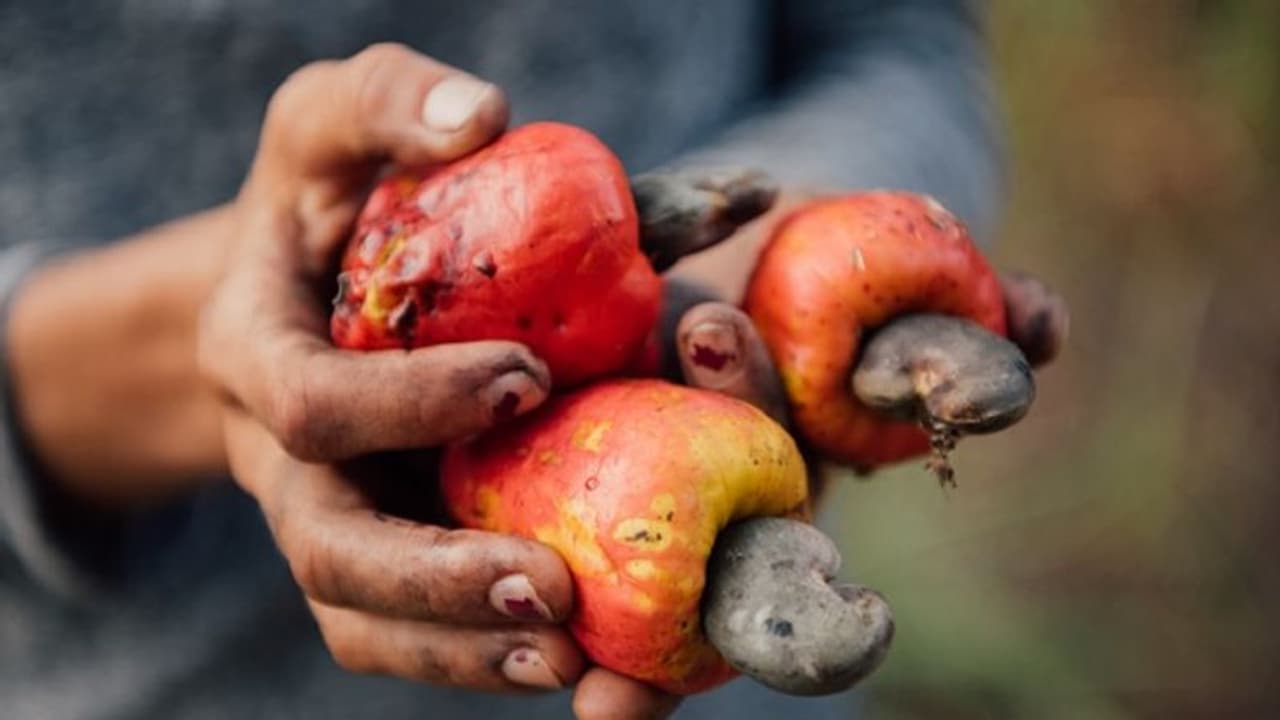 Good news for 'Feni' lovers: In a first, Goa's heritage drink will soon be available across India Good news for 'Feni' lovers: In a first, Goa's heritage drink will soon be available across India