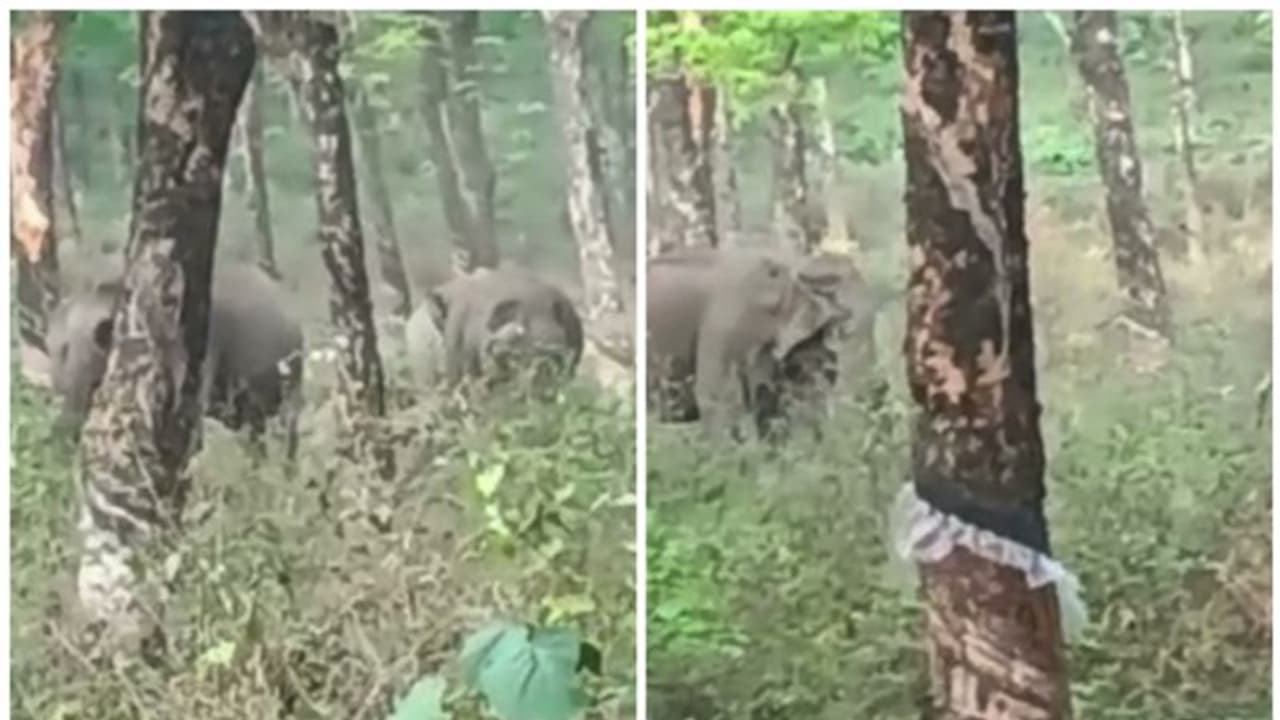 തൃശൂർ പാലപ്പിള്ളിയിൽ കാട്ടാനക്കൂട്ടം; കുട്ടിയാനകളടക്കം 20 ആനകൾ, ടാപ്പിങ് നടത്താനാവാതെ തൊഴിലാളികൾ