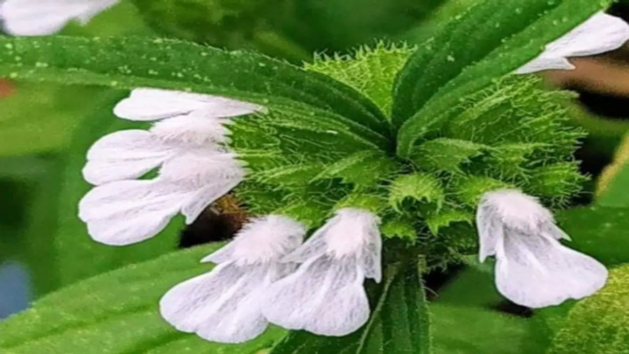 Thumbai poo: தும்பைப்பூ பத்தி தெரியுமா? கசக்கி 2 சொட்டு எடுத்தால்.. அதை வைத்து பல நோய்களை விரட்டலாம்..! Thumbai poo: தும்பைப்பூ பத்தி தெரியுமா? கசக்கி 2 சொட்டு எடுத்தால்.. அதை வைத்து பல நோய்களை விரட்டலாம்..!