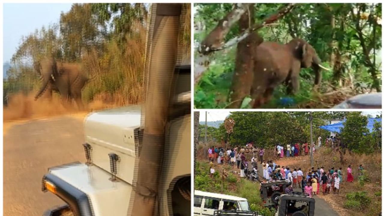 ആനപ്പേടിയിൽ ആറളം ഫാം; 8വർഷത്തിനിടെ കാട്ടാന ആക്രമണങ്ങളിൽ കൊല്ലപ്പെട്ടത് 12പേർ ആനപ്പേടിയിൽ ആറളം ഫാം; 8വർഷത്തിനിടെ കാട്ടാന ആക്രമണങ്ങളിൽ കൊല്ലപ്പെട്ടത് 12പേർ