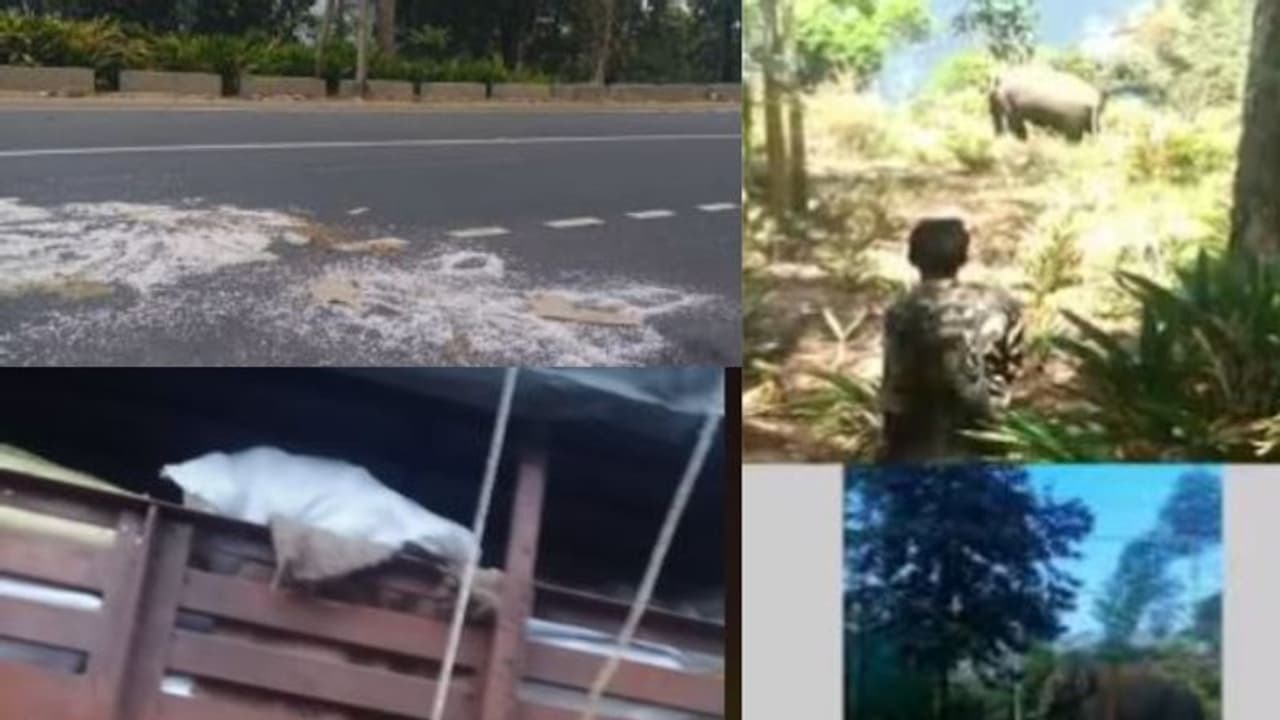 ക്യാന്റീൻ, അടുക്കളകൾ, അരിലോറി, വിളയാട്ടം തുടരുന്ന അരിക്കൊമ്പനെ പൂട്ടാൻ 'വിക്രം' ഇന്ന് തിരിക്കും ക്യാന്റീൻ, അടുക്കളകൾ, അരിലോറി, വിളയാട്ടം തുടരുന്ന അരിക്കൊമ്പനെ പൂട്ടാൻ 'വിക്രം' ഇന്ന് തിരിക്കും