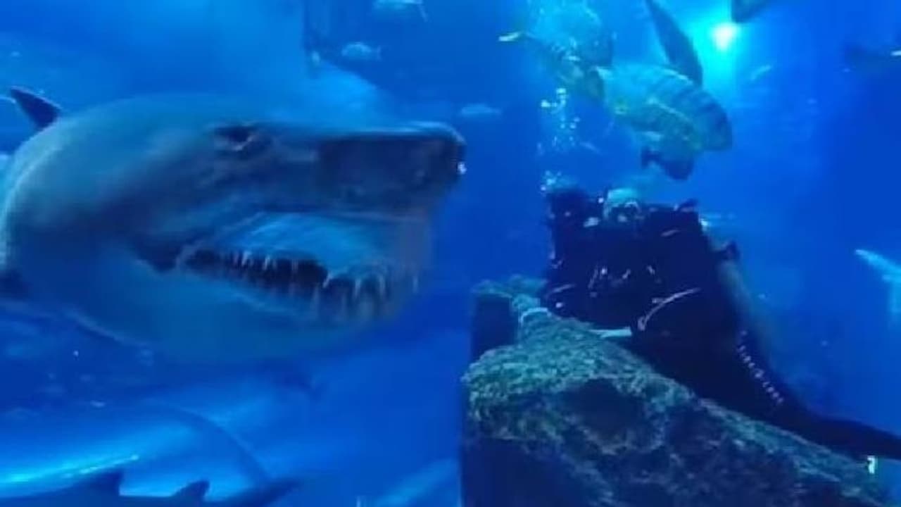 സ്രാവുകൾക്ക് തൊട്ടടുത്ത് ഡൈവർമാർ, അതിവേ​ഗം വൈറലായ വീഡിയോയ്‍ക്ക് പിന്നിൽ... 