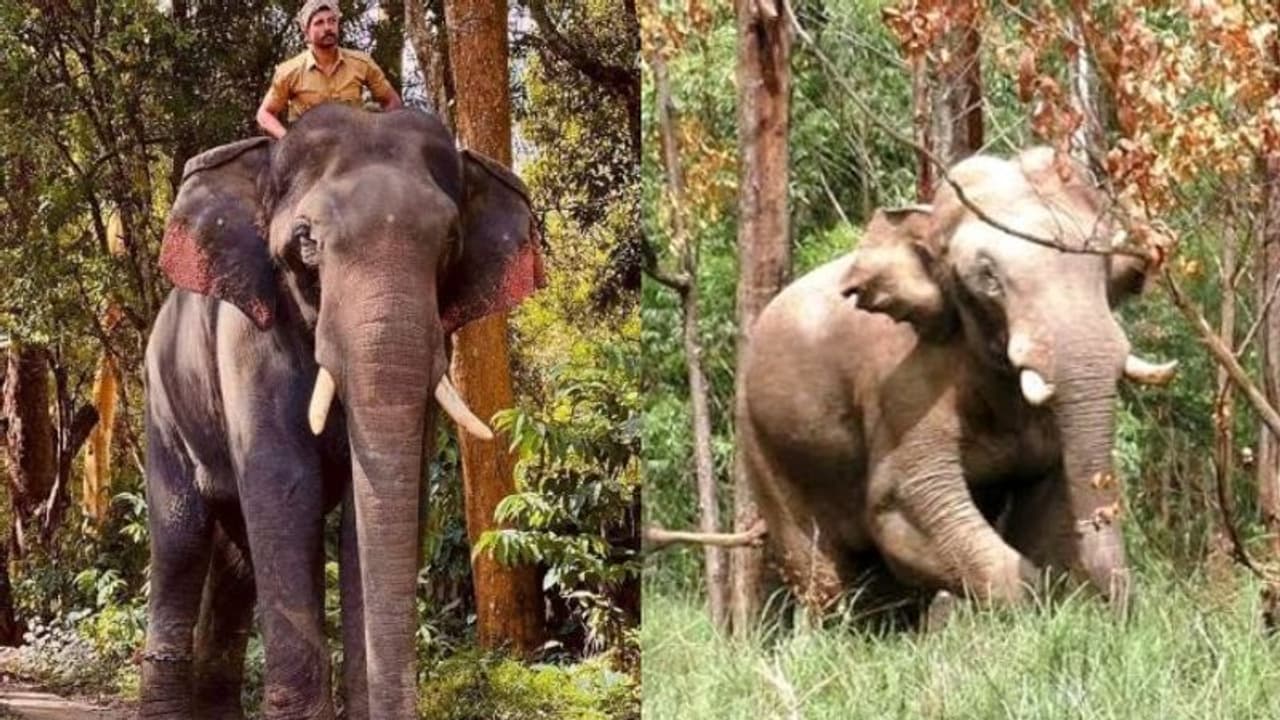 അരിക്കൊമ്പനെ പൂട്ടാൻ കോന്നി സുരേന്ദ്രനും: വയനാട്ടിൽ നിന്നും നാല് കുങ്കിയാനകൾ ഇടുക്കിയിലേക്ക് അരിക്കൊമ്പനെ പൂട്ടാൻ കോന്നി സുരേന്ദ്രനും: വയനാട്ടിൽ നിന്നും നാല് കുങ്കിയാനകൾ ഇടുക്കിയിലേക്ക്