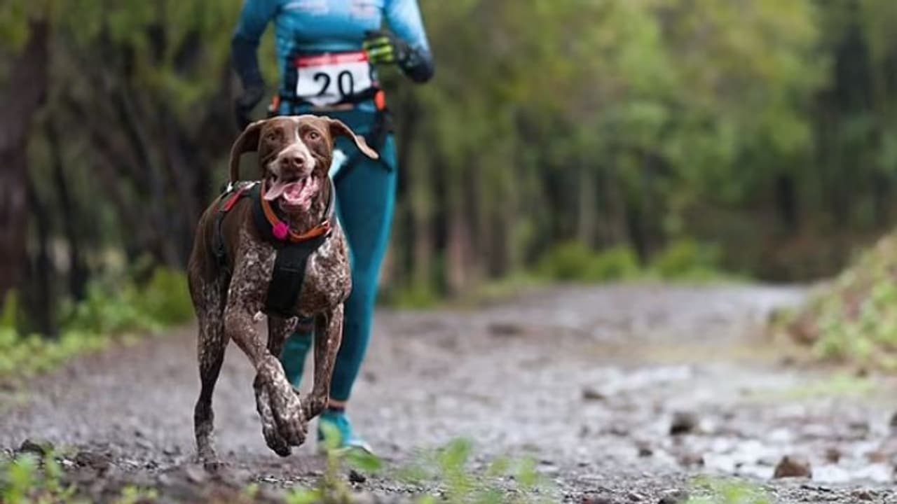 ക്രോസ് കണ്ട്രി ട്രാക്കില് വിഷബോളുകള്; മത്സരാര്ത്ഥികളായ 4 നായകള് ചത്തു, അന്വേഷണം ക്രോസ് കണ്ട്രി ട്രാക്കില് വിഷബോളുകള്; മത്സരാര്ത്ഥികളായ 4 നായകള് ചത്തു, അന്വേഷണം
