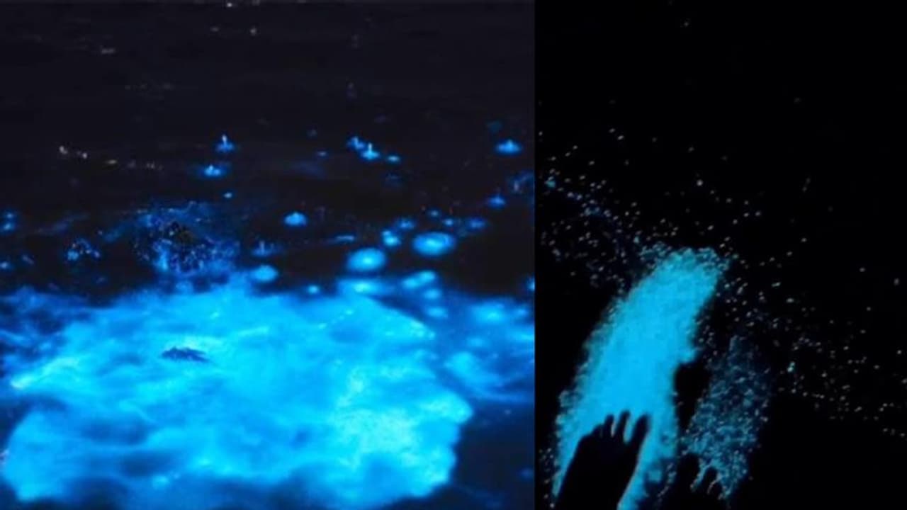 കുമ്പളങ്ങിയില് മാത്രമല്ല താനൂരും കവര് പൂത്തു, ഏക്കറു കണക്കിന് പ്രദേശത്ത് കവരടിച്ചത് കാണാനായി ജനപ്രവാഹം കുമ്പളങ്ങിയില് മാത്രമല്ല താനൂരും കവര് പൂത്തു, ഏക്കറു കണക്കിന് പ്രദേശത്ത് കവരടിച്ചത് കാണാനായി ജനപ്രവാഹം