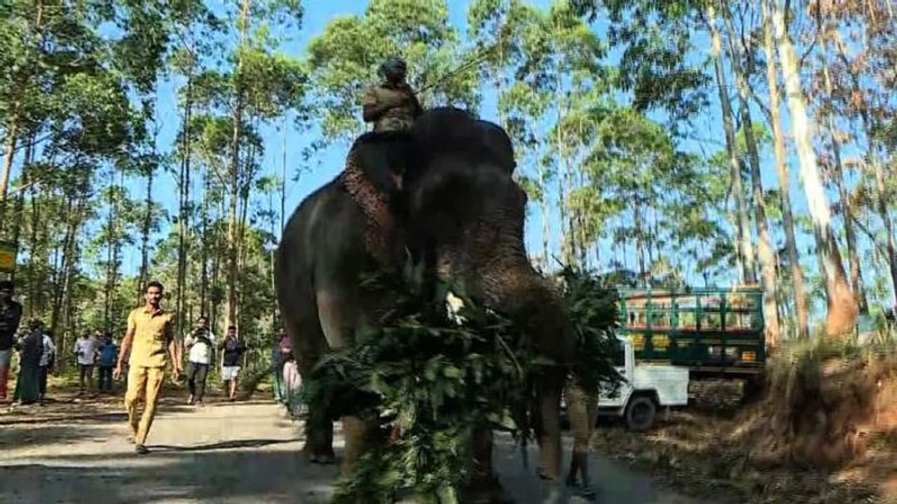 അരിക്കൊമ്പനെ പൂട്ടാൻ വിക്രമെത്തി, ആനയെ ആകർഷിക്കാൻ ചിന്നക്കനാലിൽ 'റേഷൻ കട റെഡി', അരിക്കൊമ്പനെ പൂട്ടാൻ വിക്രമെത്തി, ആനയെ ആകർഷിക്കാൻ ചിന്നക്കനാലിൽ 'റേഷൻ കട റെഡി',