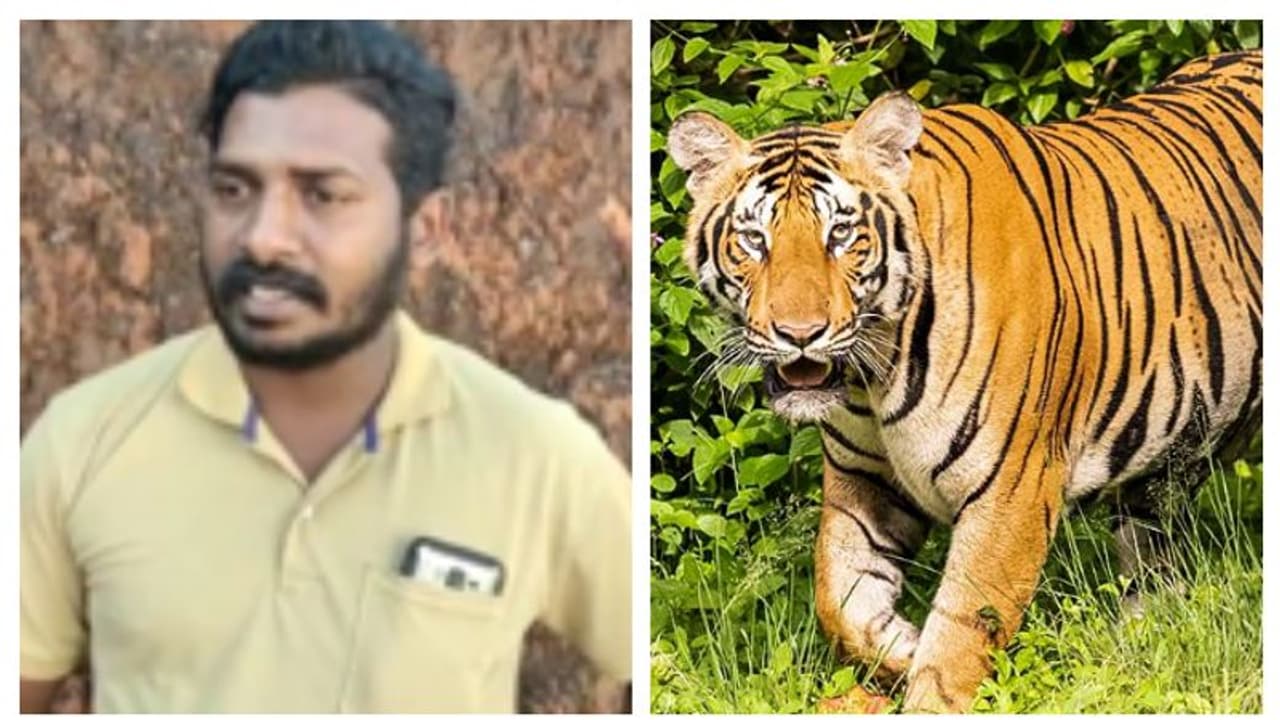 ബൈക്കിൽ ജോലിക്കു പോകവെ പാഞ്ഞടുത്ത് കടുവക്കൂട്ടം; അദ്ഭുതകരമായി രക്ഷപ്പെട്ട് യുവാവ്; സംഭവം ഇടുക്കിയിൽ ബൈക്കിൽ ജോലിക്കു പോകവെ പാഞ്ഞടുത്ത് കടുവക്കൂട്ടം; അദ്ഭുതകരമായി രക്ഷപ്പെട്ട് യുവാവ്; സംഭവം ഇടുക്കിയിൽ