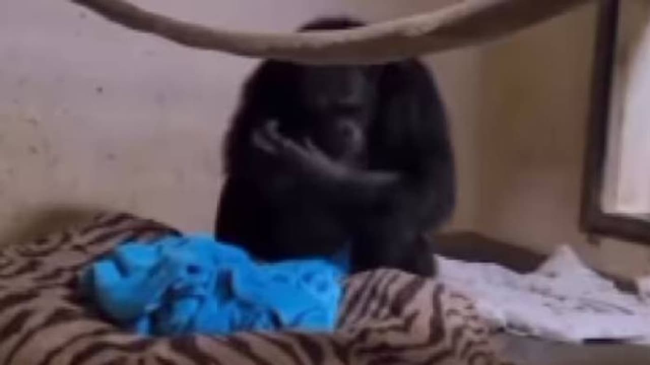 കണ്ണ് നനഞ്ഞുപോകും, മരിച്ചുവെന്ന് കരുതിയ കുഞ്ഞിനെ ആദ്യമായി ജീവനോടെ കാണുന്ന അമ്മ ചിമ്പാൻസി കണ്ണ് നനഞ്ഞുപോകും, മരിച്ചുവെന്ന് കരുതിയ കുഞ്ഞിനെ ആദ്യമായി ജീവനോടെ കാണുന്ന അമ്മ ചിമ്പാൻസി