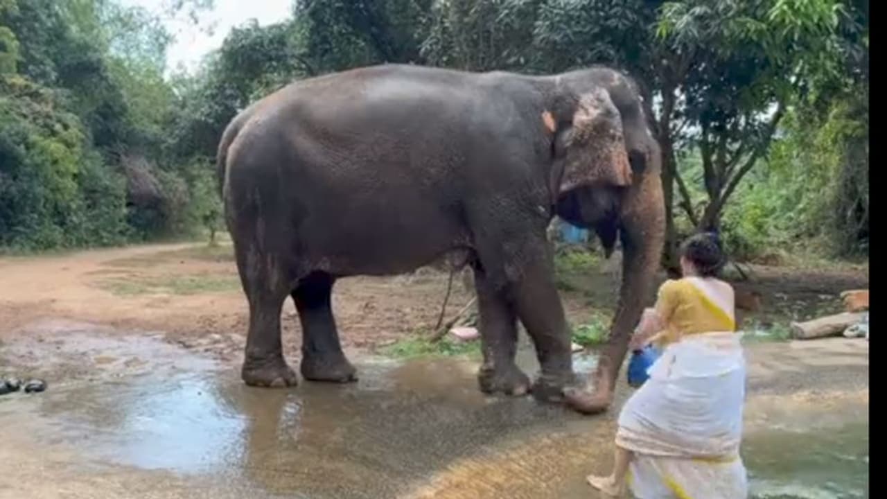 ఏనుగుకు స్నానం చేయించిన హీరోయిన్... బన్నీతో జతకట్టిన ఈ భామ ఎవరో గుర్తు పట్టారా? ఏనుగుకు స్నానం చేయించిన హీరోయిన్... బన్నీతో జతకట్టిన ఈ భామ ఎవరో గుర్తు పట్టారా?