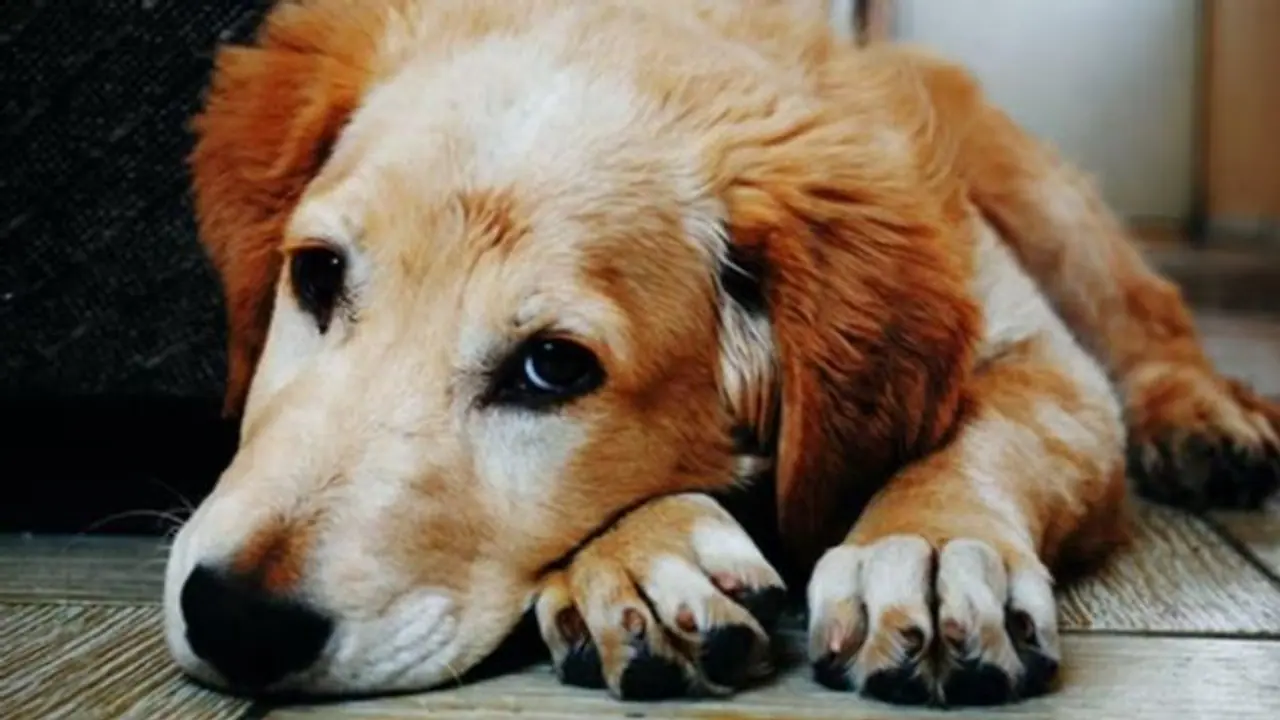 ‘காம வெறி’ நாயை கூட விட்டு வைக்காத வெறிபிடித்த சைக்கோ வைரல் வீடியோ சர்ச்சை