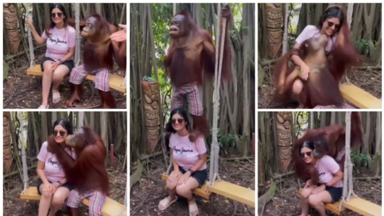 Viral Vidoe: യുവതിയുടെ കവിളില് ചുംബിച്ച് ചിമ്പാന്സി; വീഡിയോ വൈറല് Viral Vidoe: യുവതിയുടെ കവിളില് ചുംബിച്ച് ചിമ്പാന്സി; വീഡിയോ വൈറല്