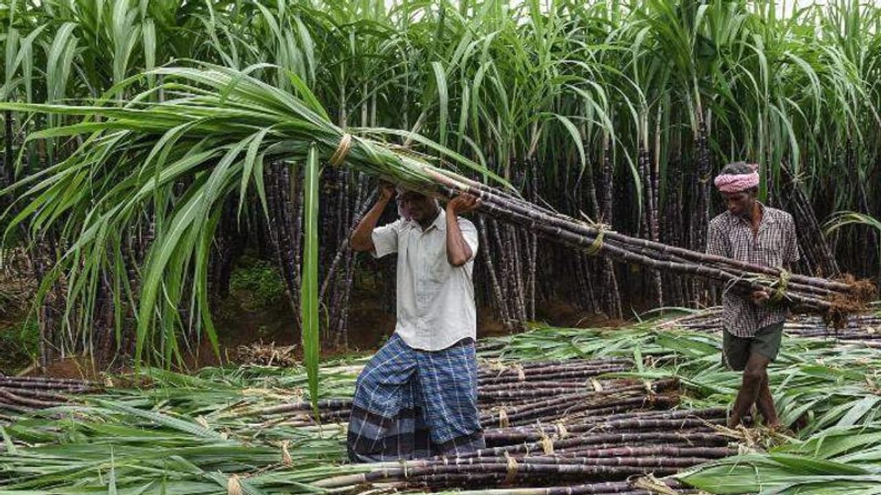 Tamil Nadu Agriculture Budget 2023: விவசாயிகளுக்கு குட்நியூஸ்.. கரும்புக்கு சிறப்பு ஊக்கத்தொகை அறிவிப்பு..! Tamil Nadu Agriculture Budget 2023: விவசாயிகளுக்கு குட்நியூஸ்.. கரும்புக்கு சிறப்பு ஊக்கத்தொகை அறிவிப்பு..!