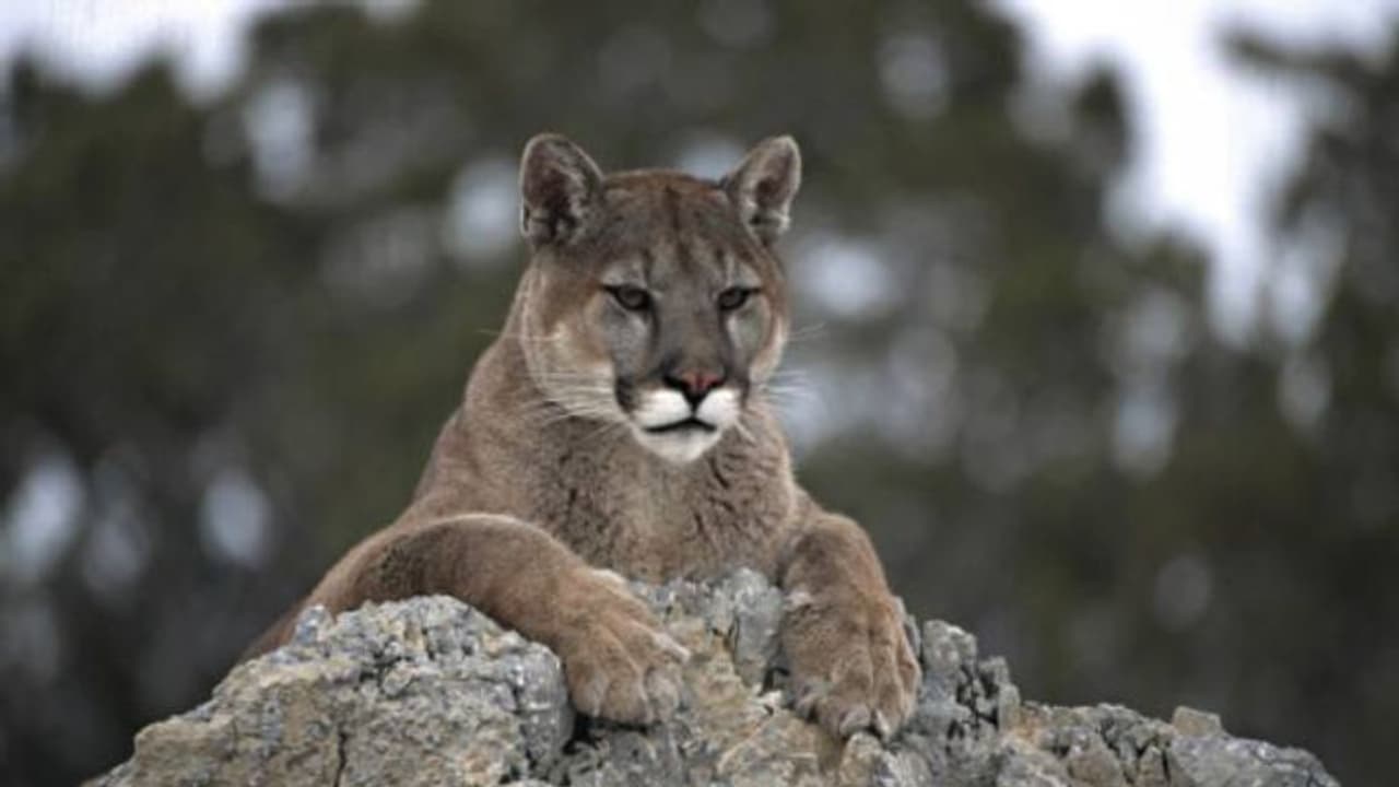 കുളിക്കുന്നതിനിടയിൽ ദമ്പതിമാർക്ക് നേരെ പൂമയുടെ അപ്രതീക്ഷിത ആക്രമണം കുളിക്കുന്നതിനിടയിൽ ദമ്പതിമാർക്ക് നേരെ പൂമയുടെ അപ്രതീക്ഷിത ആക്രമണം