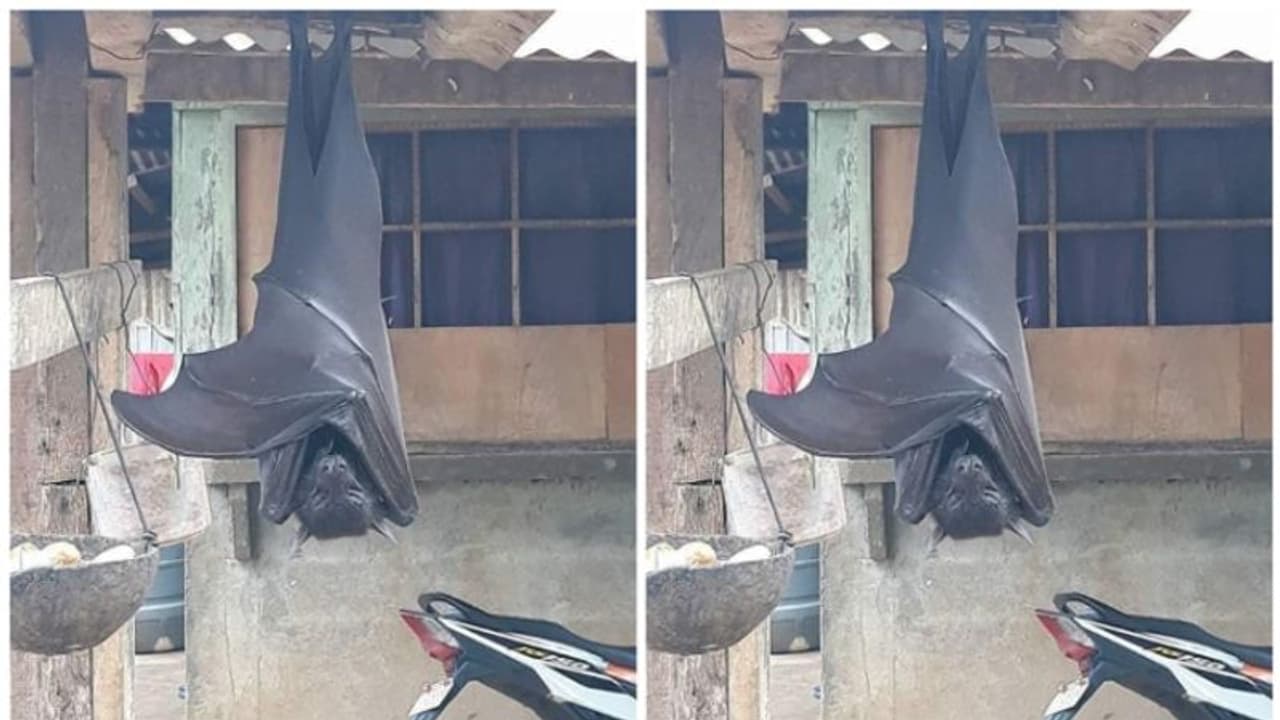 സാമൂഹിക മാധ്യമങ്ങളില് പങ്കുവയ്ക്കപ്പെട്ട 'മനുഷ്യ വലിപ്പമുള്ള വവ്വാല്'; യാഥാര്ത്ഥ്യമെന്ത് ? സാമൂഹിക മാധ്യമങ്ങളില് പങ്കുവയ്ക്കപ്പെട്ട 'മനുഷ്യ വലിപ്പമുള്ള വവ്വാല്'; യാഥാര്ത്ഥ്യമെന്ത് ?