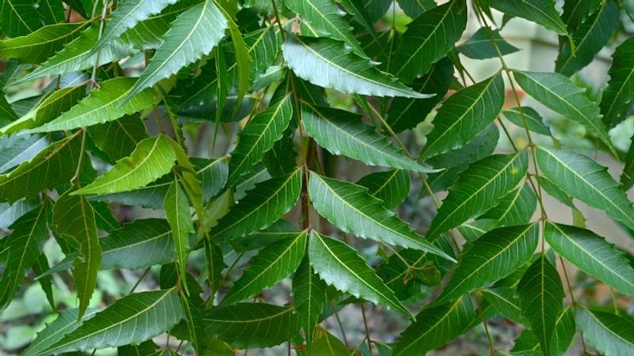 ആര്യവേപ്പില കൊണ്ട് എളുപ്പത്തില് ചെയ്യാവുന്നൊരു കിടിലൻ സംഗതി; ഇതിന്റെ ഗുണങ്ങളും കിടിലനാണേ... ആര്യവേപ്പില കൊണ്ട് എളുപ്പത്തില് ചെയ്യാവുന്നൊരു കിടിലൻ സംഗതി; ഇതിന്റെ ഗുണങ്ങളും കിടിലനാണേ...