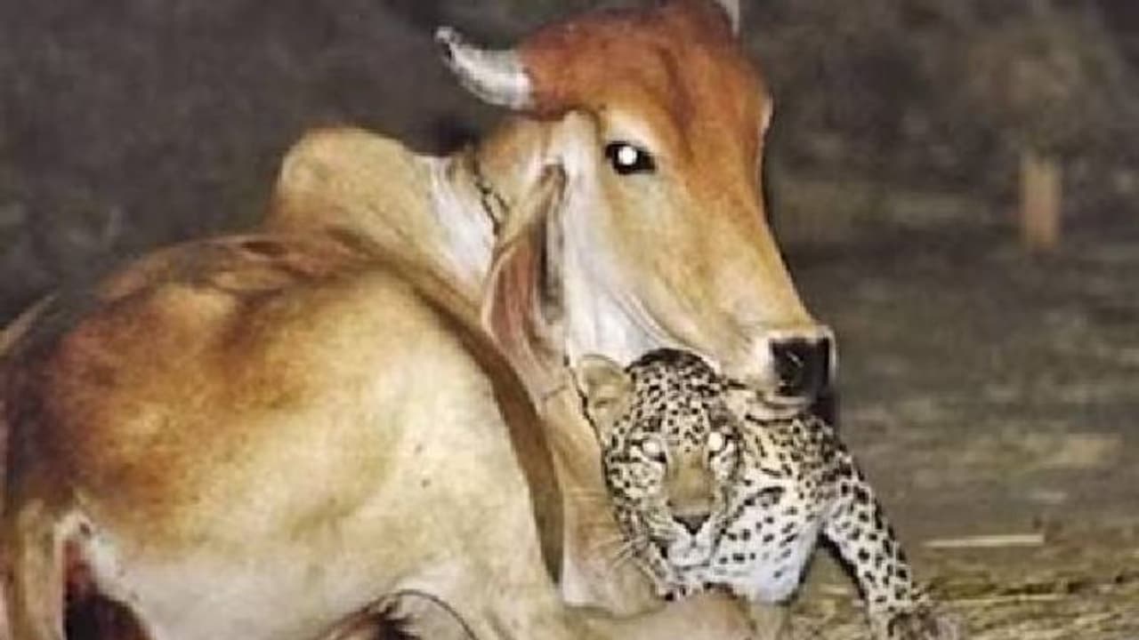 പുള്ളിപ്പുലിയെ തഴുകി തലോടി പശു; 21 വർഷം പഴക്കമുള്ള ചിത്രം വീണ്ടും തരംഗമാകുന്നു പുള്ളിപ്പുലിയെ തഴുകി തലോടി പശു; 21 വർഷം പഴക്കമുള്ള ചിത്രം വീണ്ടും തരംഗമാകുന്നു