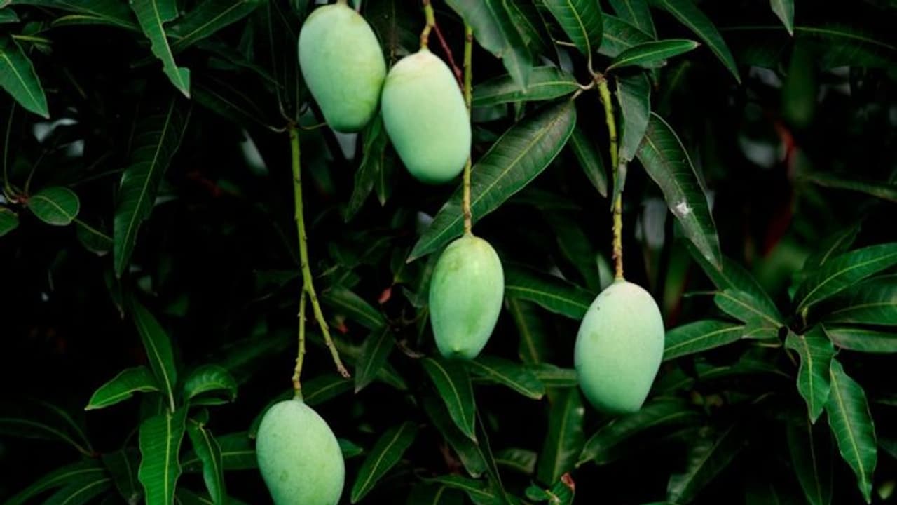 അനുമതിയില്ലാതെ മാങ്ങ പറിച്ചു; യുവാവിനെ അയൽവാസിയും കൂട്ടുകാരും തല്ലിക്കൊന്നു, കൊലക്കുറ്റം, കേസ്