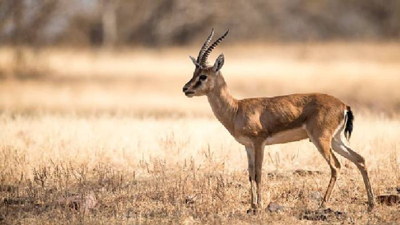 ചിങ്കാരമാനിനെ പാകം ചെയ്ത് കഴിച്ചു, വീഡിയോയ്ക്ക് പിന്നാലെ പ്രതിഷേധവുമായി ബിഷ്ണോയ് സമൂഹവും മൃഗസ്നേഹികളും ചിങ്കാരമാനിനെ പാകം ചെയ്ത് കഴിച്ചു, വീഡിയോയ്ക്ക് പിന്നാലെ പ്രതിഷേധവുമായി ബിഷ്ണോയ് സമൂഹവും മൃഗസ്നേഹികളും