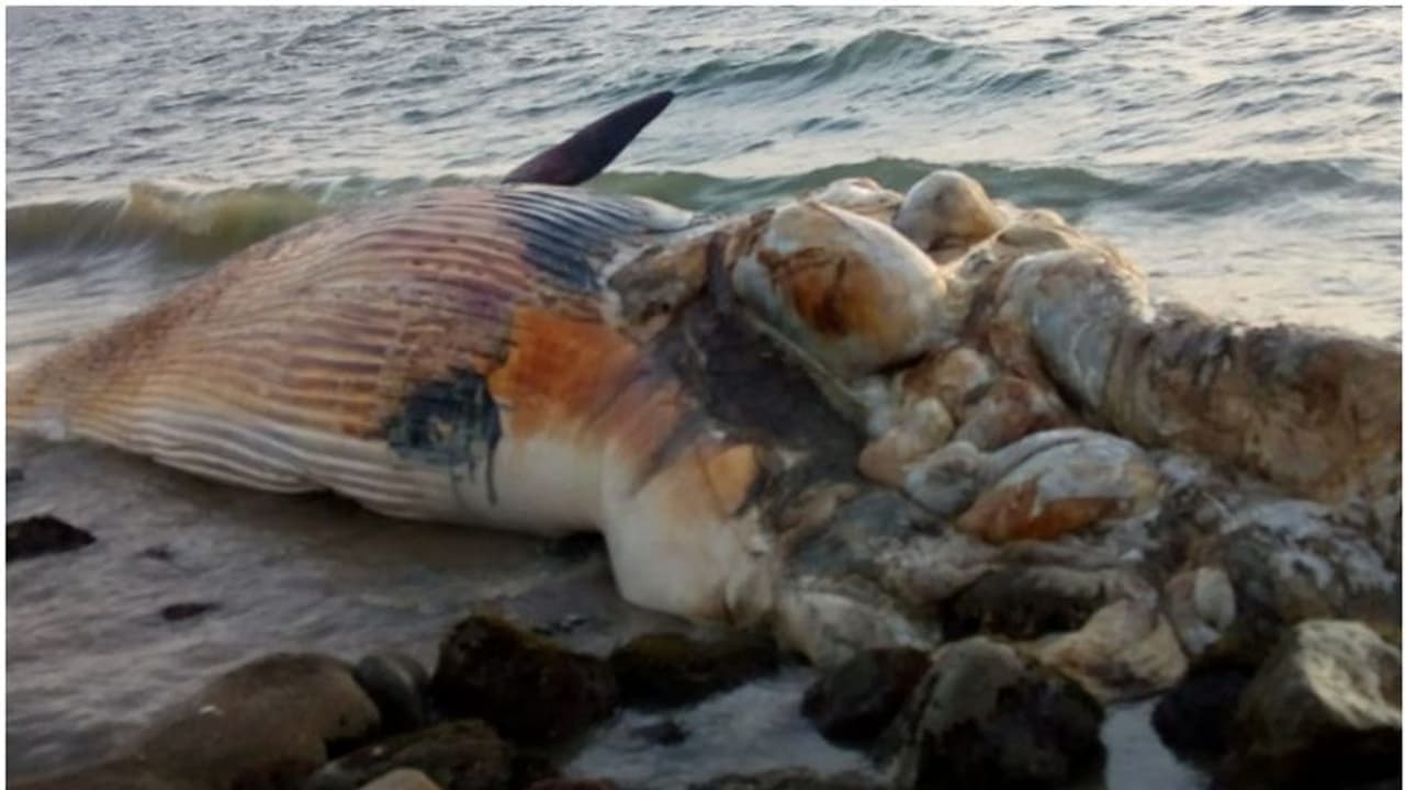 തൃശൂരിൽ വമ്പൻ തിമിംഗലത്തിന്റെ ജഡം; പൊലീസ് സ്ഥലത്തെത്തി തൃശൂരിൽ വമ്പൻ തിമിംഗലത്തിന്റെ ജഡം; പൊലീസ് സ്ഥലത്തെത്തി