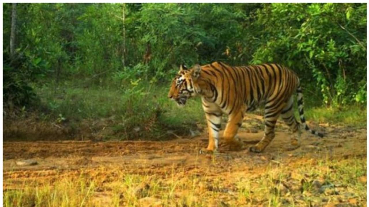 சிறந்து விளங்கும் தமிழக புலிகள் காப்பகங்கள்: பிரதமர் வெளியிட்ட அறிக்கையில் பாராட்டு சிறந்து விளங்கும் தமிழக புலிகள் காப்பகங்கள்: பிரதமர் வெளியிட்ட அறிக்கையில் பாராட்டு