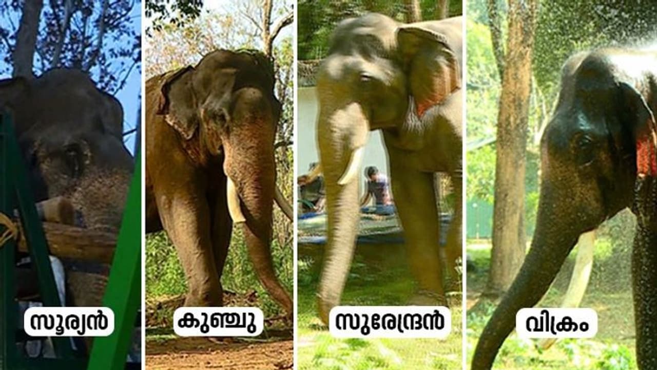 അരിക്കൊമ്പനെ വരുതിയിലാക്കാൻ മുത്തങ്ങയിലെ നാൽവർ സംഘം, താരമായി സൂര്യനും വിക്രവും സുരേന്ദ്രനും കുഞ്ചുവും