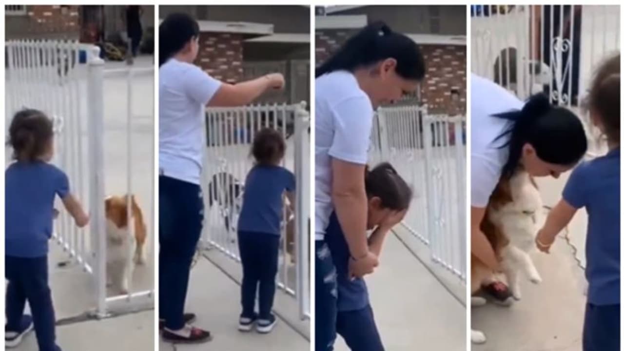 കാണാതായ വളര്ത്തു നായയെ കണ്ടെത്തി; കരച്ചിലടക്കാനാകാതെ പെണ്കുട്ടി, ഏറ്റെടുത്ത് നെറ്റിസണ്സ് കാണാതായ വളര്ത്തു നായയെ കണ്ടെത്തി; കരച്ചിലടക്കാനാകാതെ പെണ്കുട്ടി, ഏറ്റെടുത്ത് നെറ്റിസണ്സ്