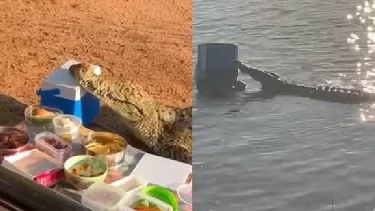 പിക്നിക്കിനെത്തിയവരുടെ ബിയറടങ്ങിയ കൂളര് ബോക്സുമായി മുതല മുങ്ങി, വീഡിയോ പിക്നിക്കിനെത്തിയവരുടെ ബിയറടങ്ങിയ കൂളര് ബോക്സുമായി മുതല മുങ്ങി, വീഡിയോ