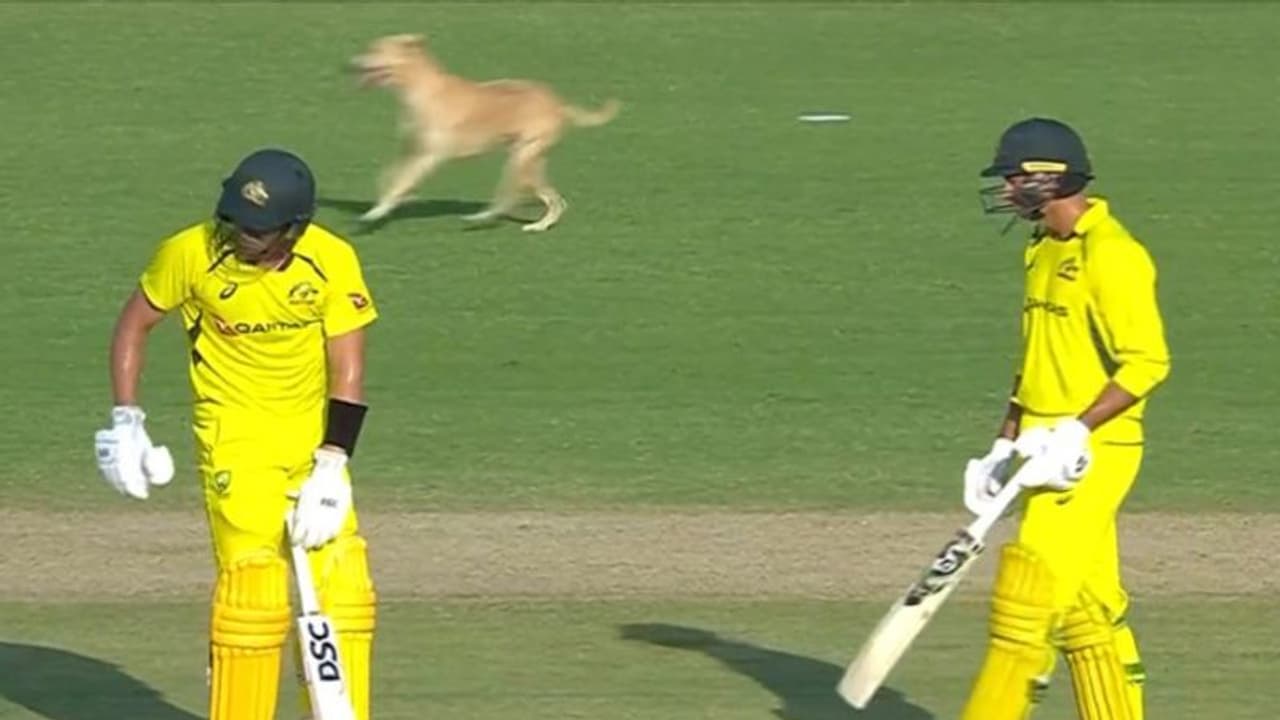 அங்கிட்டு விரட்டுனா இங்கிட்டு வருது, இங்கிட்டு விரட்டுனா அங்கிட்டு போகுது படாதபாடு பட்டு விரட்டிய பாதுகாவலர்