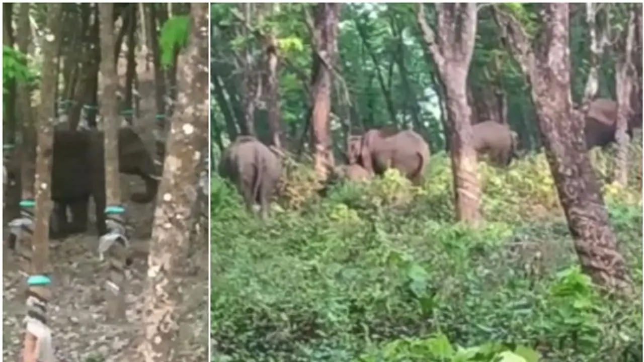 ടാപ്പിംഗിന് പോയ തൊഴിലാളിക്ക് മുന്നിൽ ഒറ്റയാൻ, പേടിച്ചോടിയപ്പോൾ വീണു; റബ്ബർ തോട്ടത്തില് 15ഓളം കാട്ടാനകള് ടാപ്പിംഗിന് പോയ തൊഴിലാളിക്ക് മുന്നിൽ ഒറ്റയാൻ, പേടിച്ചോടിയപ്പോൾ വീണു; റബ്ബർ തോട്ടത്തില് 15ഓളം കാട്ടാനകള്