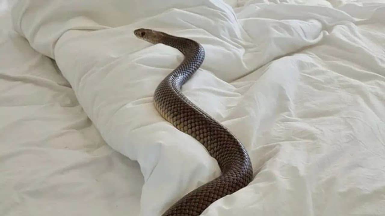 സ്വകാര്യഭാഗത്തിലൂടെ പാമ്പ് ശരീരത്തിനകത്ത് കയറിയെന്ന് യുവാവ്; യഥാര്ത്ഥത്തില് സംഭവിച്ചത്... സ്വകാര്യഭാഗത്തിലൂടെ പാമ്പ് ശരീരത്തിനകത്ത് കയറിയെന്ന് യുവാവ്; യഥാര്ത്ഥത്തില് സംഭവിച്ചത്...