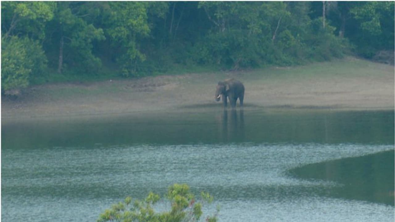 അരിക്കൊമ്പനെ മാറ്റിയതിന് പിന്നാലെ ചിന്നക്കനാലില് സജീവമായി ചക്കക്കൊമ്പന്, ആനക്കൂട്ടത്തെ ഭയന്ന് നാട്ടുകാര് അരിക്കൊമ്പനെ മാറ്റിയതിന് പിന്നാലെ ചിന്നക്കനാലില് സജീവമായി ചക്കക്കൊമ്പന്, ആനക്കൂട്ടത്തെ ഭയന്ന് നാട്ടുകാര്