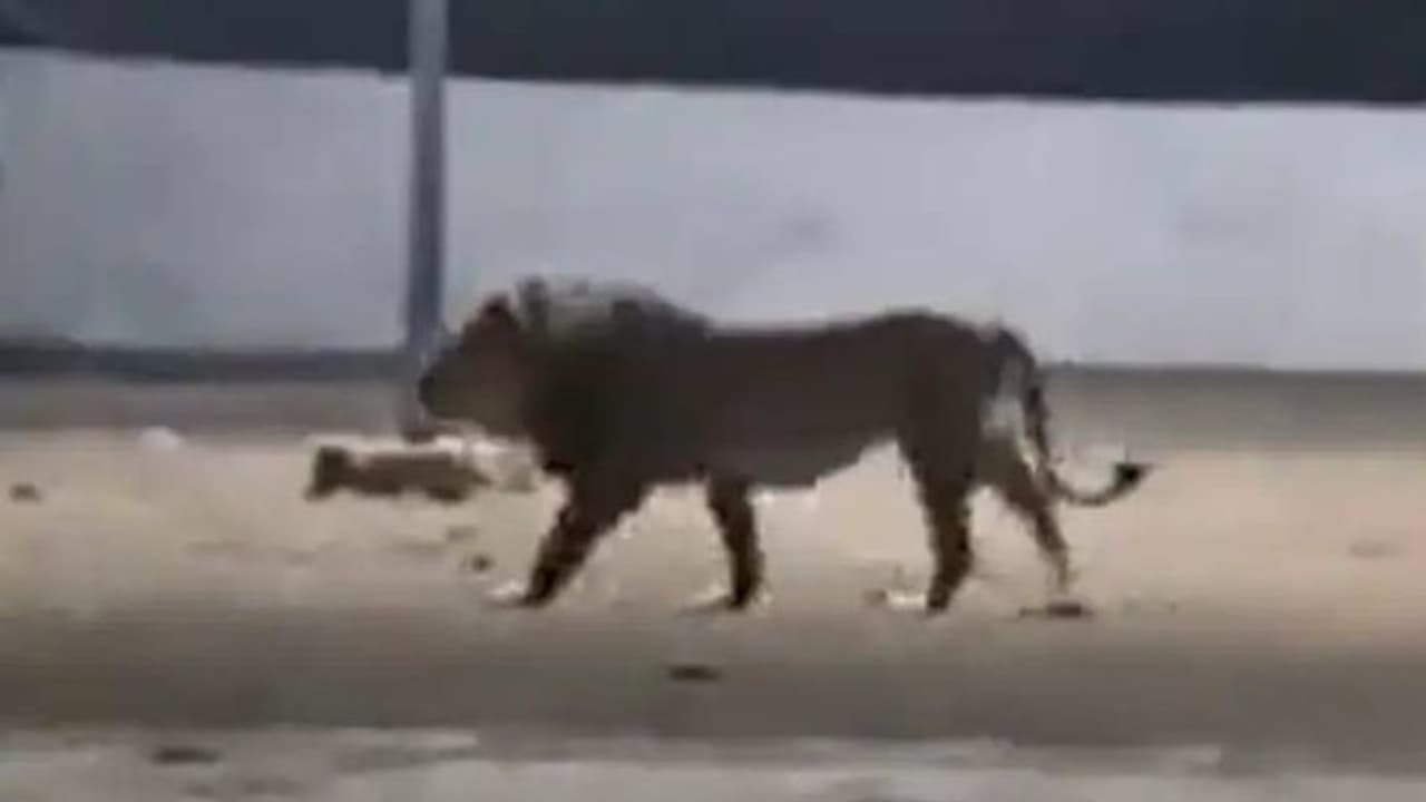 കളിയങ്ങ് കാട്ടിൽ മതി; നാട്ടിൽ ഇറങ്ങിയ സിംഹത്തെ വിരട്ടി ഓടിച്ച് തെരുവുനായക്കൂട്ടം