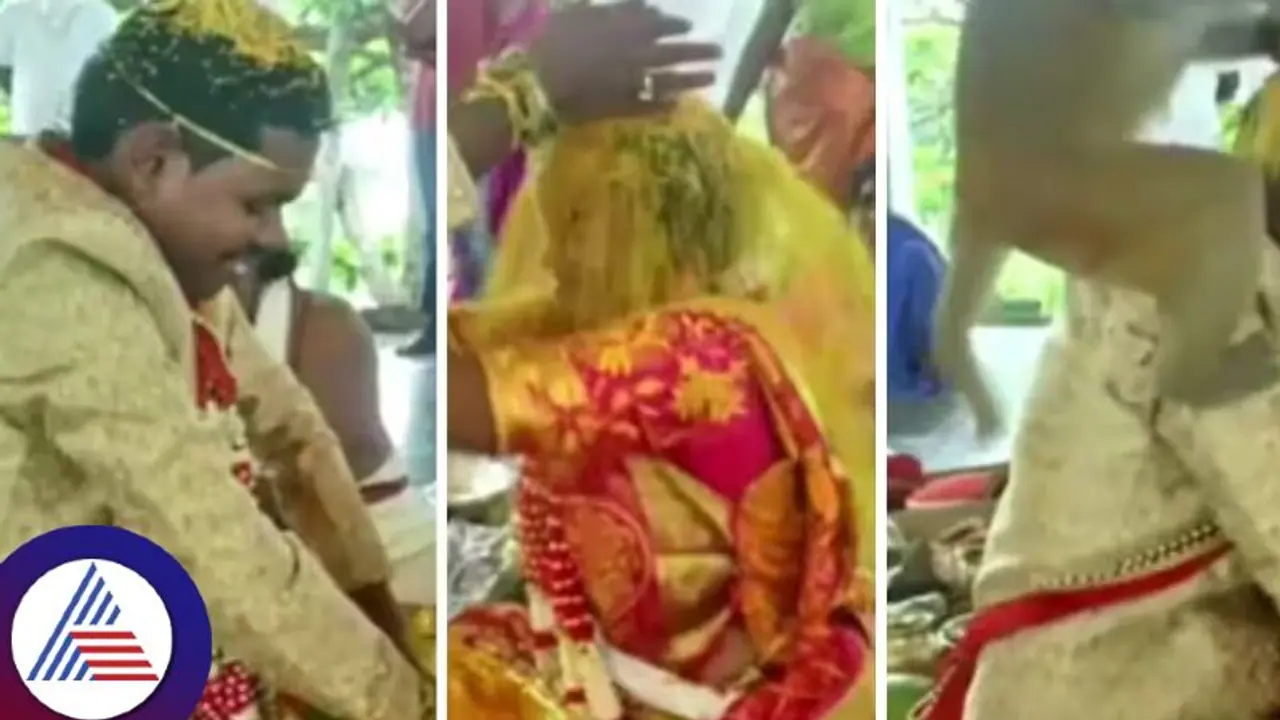 ಮದುವೆ ಶಾಸ್ತ್ರ ನಡೀತಿದ್ದಾಗ 'ಕಪಿಚೇಷ್ಟೆ', ವಾನರನ ದಾಂಧಲೆಗೆ ವಧು ವರರು ಸುಸ್ತೋ ಸುಸ್ತು! ಮದುವೆ ಶಾಸ್ತ್ರ ನಡೀತಿದ್ದಾಗ 'ಕಪಿಚೇಷ್ಟೆ', ವಾನರನ ದಾಂಧಲೆಗೆ ವಧು ವರರು ಸುಸ್ತೋ ಸುಸ್ತು!