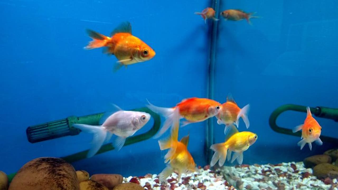 வண்ண மீன் வளர்ப்பில் ஆர்வமா? ரூ.20 ஆயிரம் முதல் ரூ.4.8 லட்சம் வரை உதவித்தொகை வழங்குகிறது மத்திய அரசு