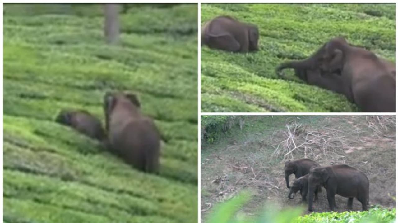  അപകടകാരികളായ ഒറ്റയാന്‍മാര്‍ മാത്രമല്ല ചില കുട്ടിക്കുറുമ്പന്മാരും ചിന്നക്കനാലിലുണ്ട്