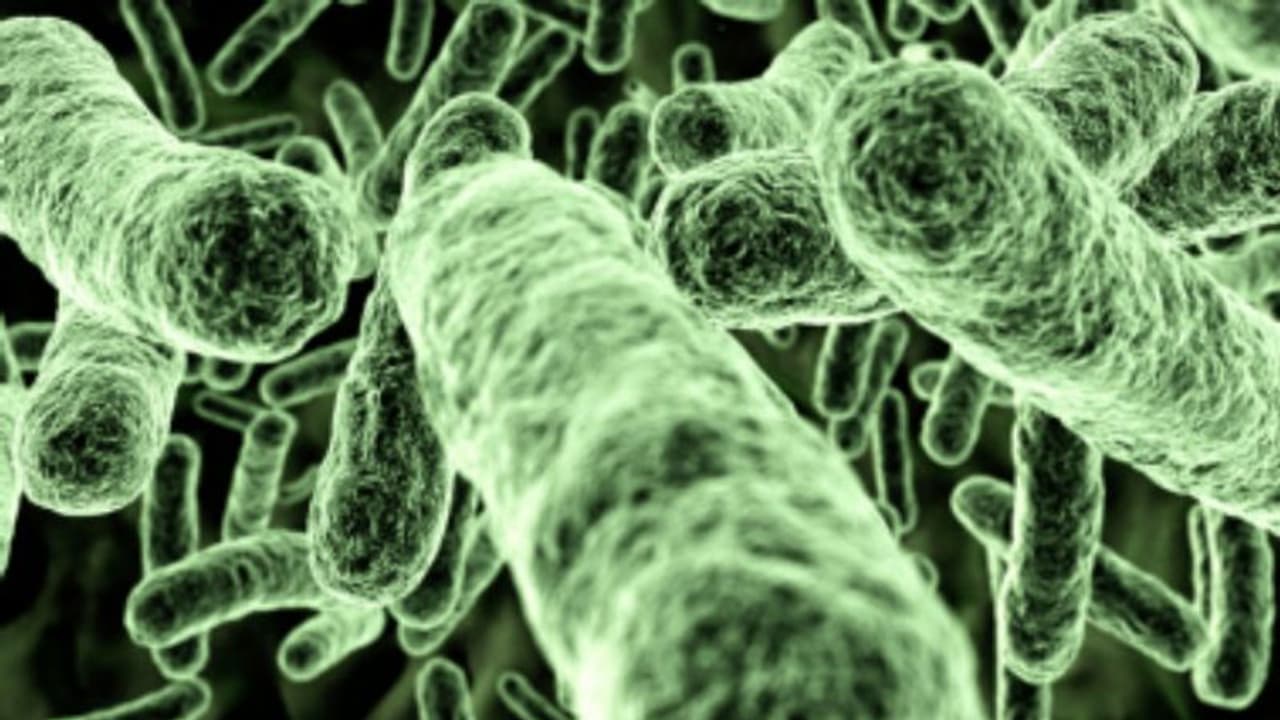 മനുഷ്യ മാംസം കാര്ന്ന് തിന്നുന്ന ബാക്ടീരിയയുടെ എണ്ണത്തില് വന് വര്ധന; കാരണം കാലാവസ്ഥാ വ്യതിയാനം മനുഷ്യ മാംസം കാര്ന്ന് തിന്നുന്ന ബാക്ടീരിയയുടെ എണ്ണത്തില് വന് വര്ധന; കാരണം കാലാവസ്ഥാ വ്യതിയാനം